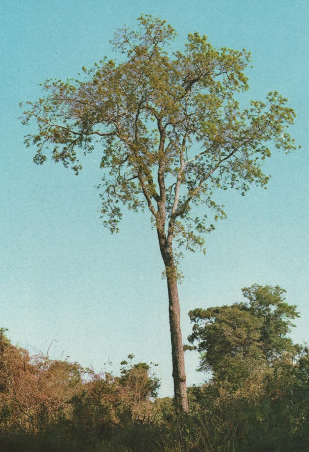 Myracrodruon balansae